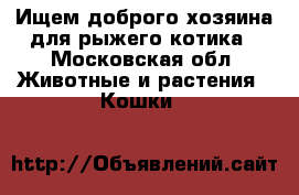 Ищем доброго хозяина для рыжего котика - Московская обл. Животные и растения » Кошки   